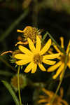 Longleaf sunflower